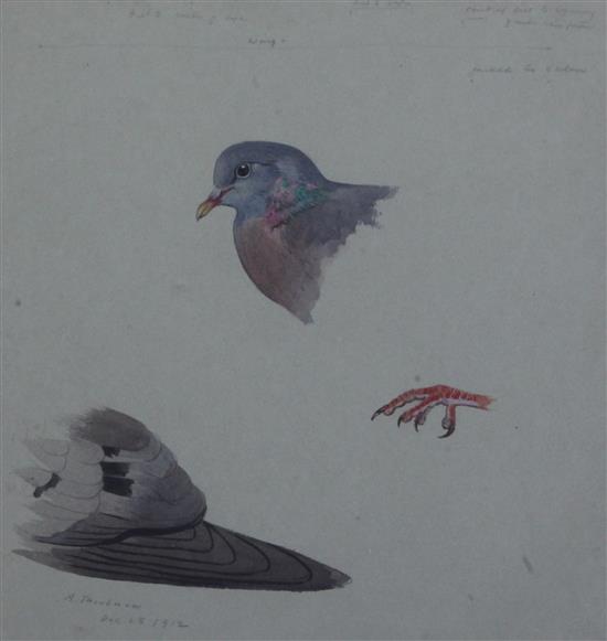 Archibald Thorburn (1860-1935) Study of a Stock-Dove 10.75 x 10in.